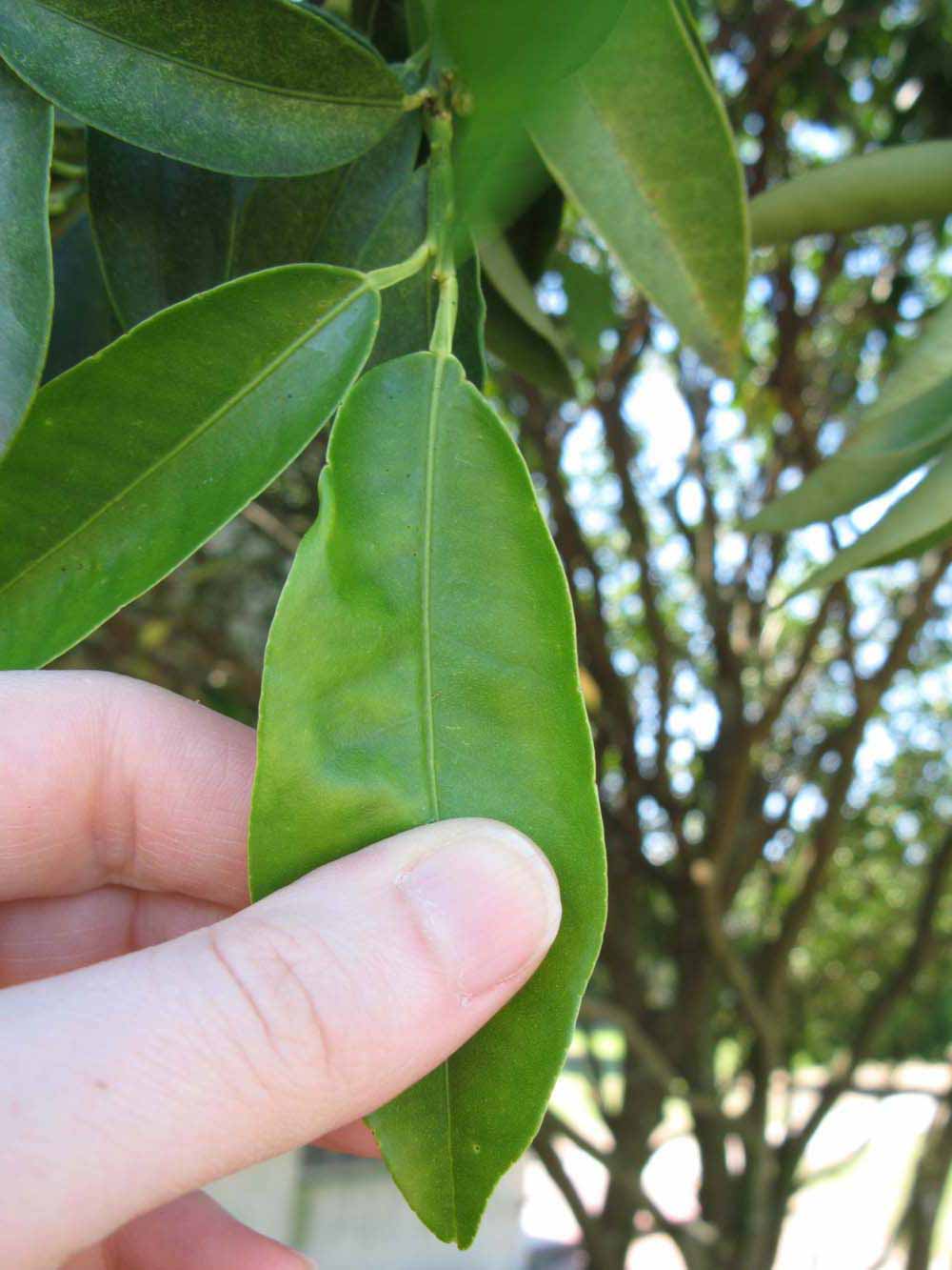              Unifoliolate leaf (Winter Haven, FL)       